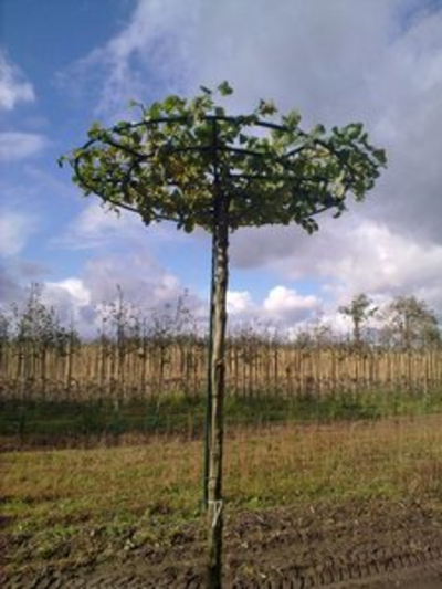 Wilt u goede haagplanten online kopen?